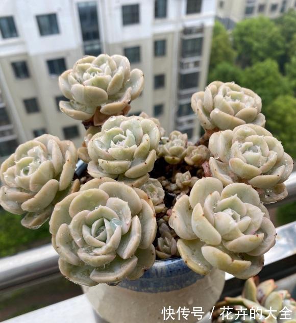 季节|即将立秋,多肉植物迎来生长季节,满足2点,好状态养出来