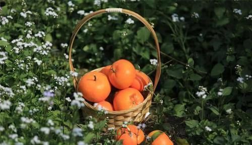 男性|前列腺是男性“阳气根源”,平时多吃这4物来保养,远离夫妻尴尬