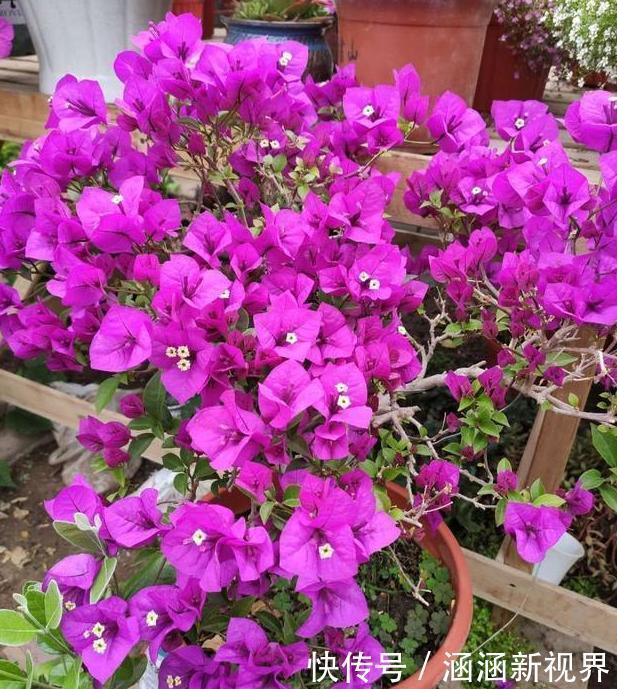 养花|养花浇水是个难题远离''4种水质'',花根不易腐烂化水