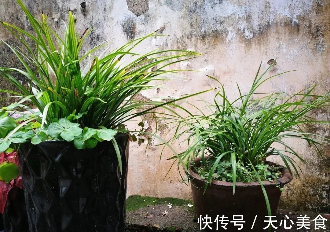 植料|春兰、蕙兰这样种植,4年不翻盆,也从没发现烂根