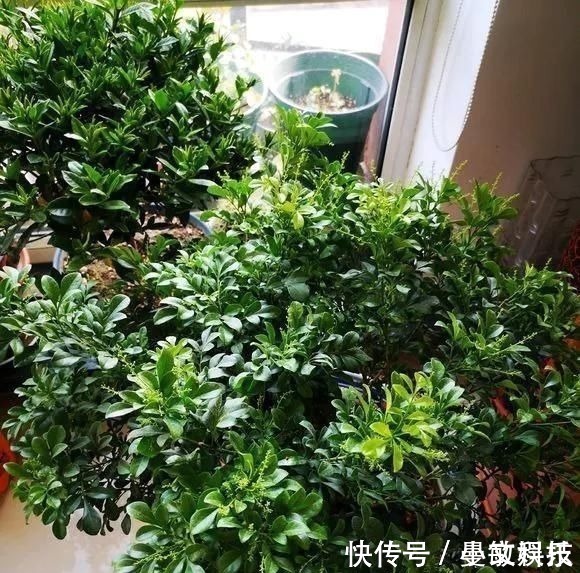 这6种花儿爱吃酸，每月1勺“酸水”，花苞满盆看不见叶