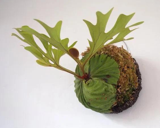 室内绿植种花不用盆，揉一个小球吊起来就让家里美翻