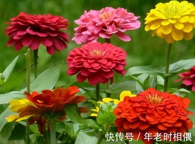 喜欢在家中中养护花卉，就选花期长，花色绚丽，人见人爱的3种花