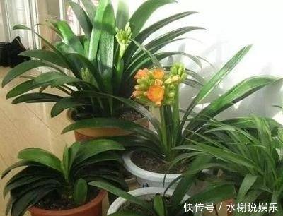 休眠期|休眠期养君子兰,浇水有妙招,1个小妙招,度夏营养足,长势旺
