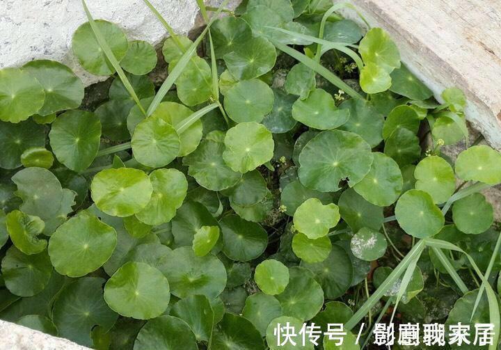 钱币|这七种植物天生就是富贵命,家里养一盆,招财纳福