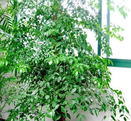 金边吊兰|聪明人都养4种花,净化空气,家里养一盆,招财又纳福