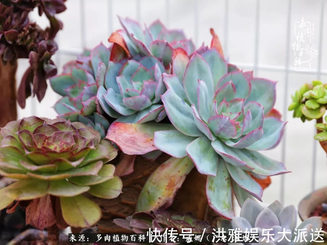 橙梦露|笼子里露养的多肉，越养越美！有多肉的日子伴着小确幸！