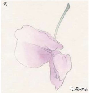 紫藤$图文教程——工笔杏花紫藤画法