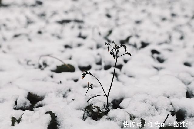 浪漫|多图预警！南大金陵今冬初雪浪漫来袭！