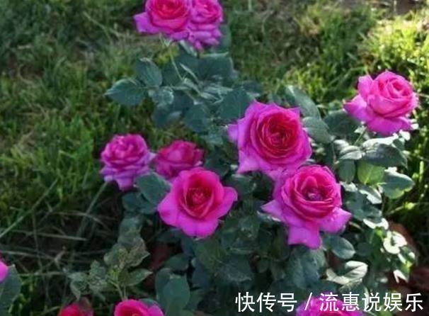 养护|以下10种全年都能开花的室内盆栽，超好养护又容易爆盆！