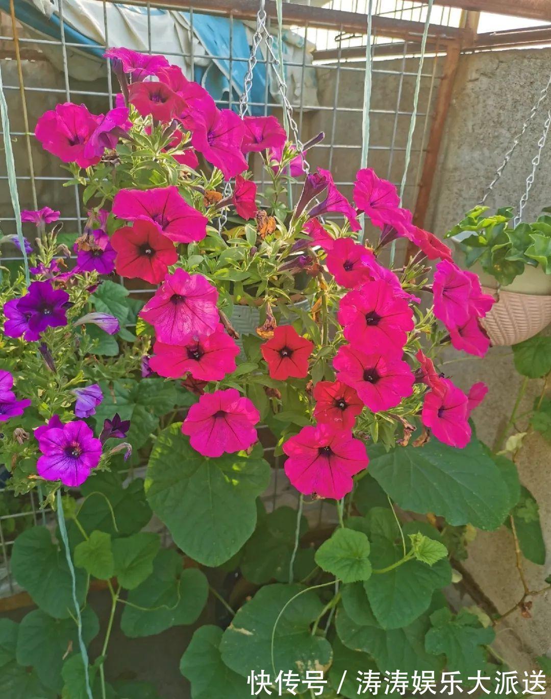 70岁老妈,一天也闲不住,院子里种满了花!