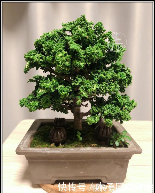 石化|绿海听涛,“桧柏化石”石化桧盆景的养护与创作