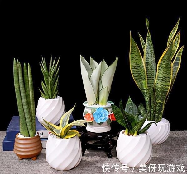 有害气体|人养花,花亦养人!这八种“能养人”的健康花,建议至少养一种