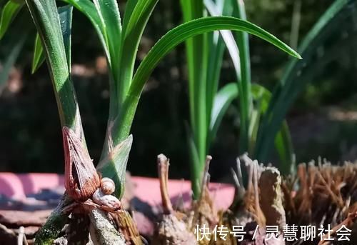 兰花什么时候必须换盆？这3种情况，只有换盆才能成活