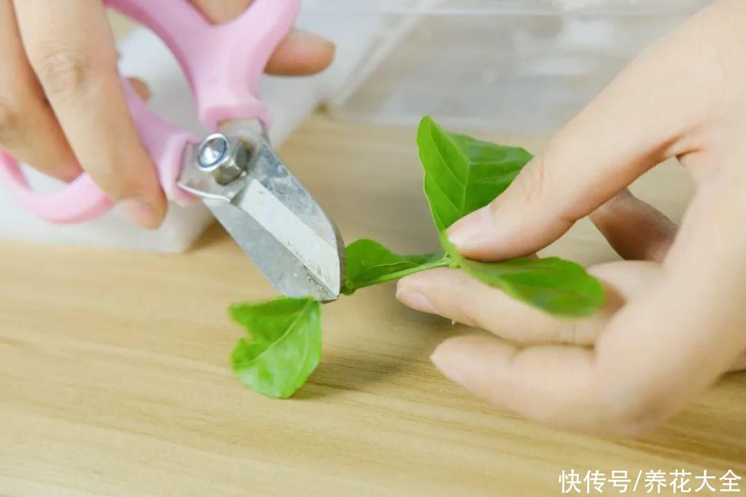 11种常见花，现在扦插，成活率特高