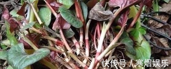 鱼腥草味辛|这3种野菜清肝明目效果好，营养价值高，天然解毒，让身体减负担