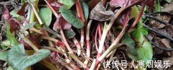 鱼腥草味辛|这3种野菜清肝明目效果好,营养价值高,天然解毒,让身体减负担