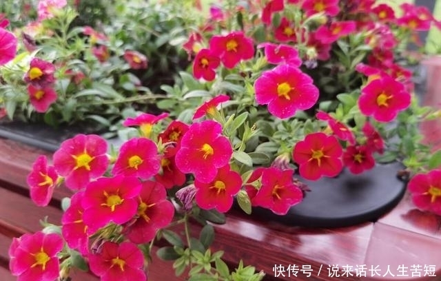 长春花|六月逛花市,看到几种便宜花,喜欢的可以入手,超级爱开花