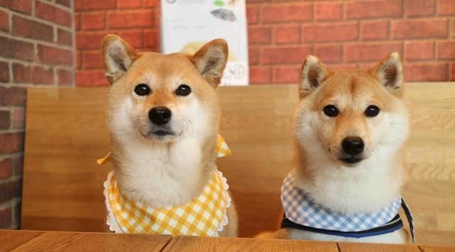 二胎|“生两个儿子,不生一个女儿”,听完二胎妈妈的故事,我恍然大悟