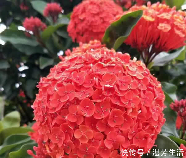 一开花就成 球 这花开0天 养护简单 家养一盆天天看花 粉紫色 一开花就成 球 这花开0天 养护简单 家养一盆天天看花 粉紫色