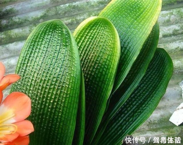 叶子|养君子兰看“叶子”,水多水少有信号,养起来方便多了!