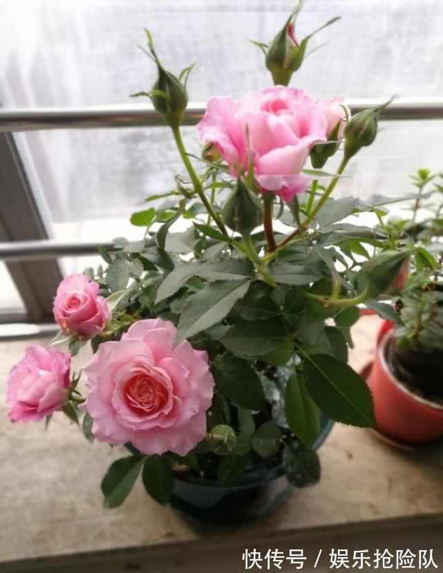 月季|养月季首选海神王阳台，9月把握住4点，花开一茬挨着一茬