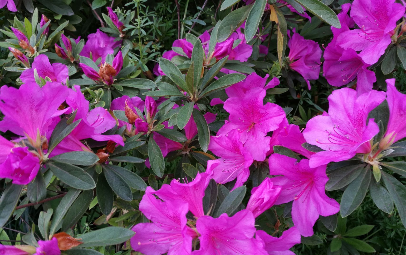 此花被誉为“花中西施”,是我国十大名花之一,代表着爱的喜悦