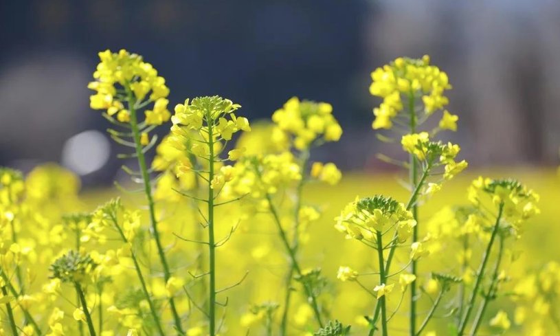 老年|温泉牧羊湖油菜花盛开，牛年第一抹暖色！
