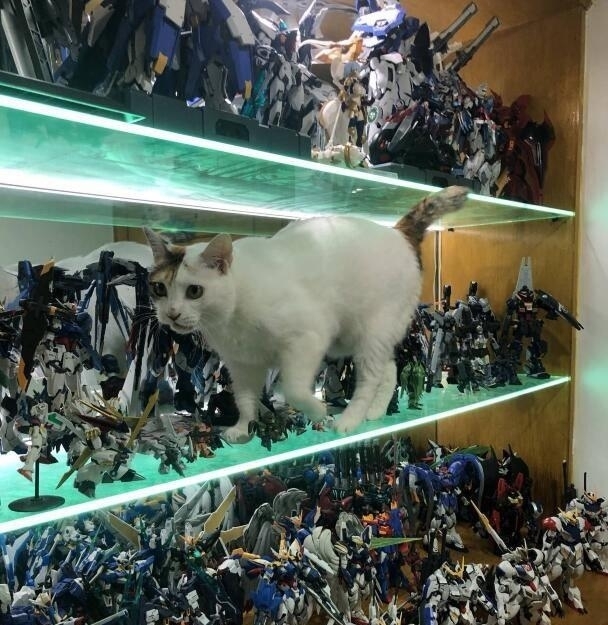猫咪|让手办爱好者恐怖的并不是小孩，而是家中行走的猫咪