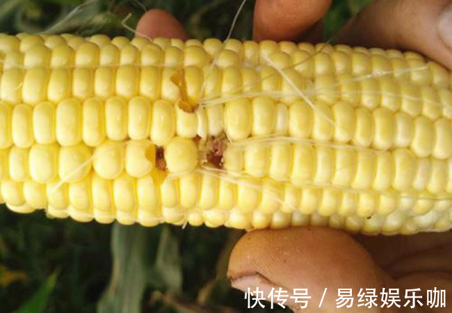 危害|有虫眼的蔬菜才安全?警惕虫眼菜三大危害,别去了医院还蒙在鼓里