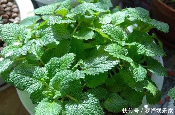 卫生间''除异味''大招放置3种绿植除臭，居家环境更舒适