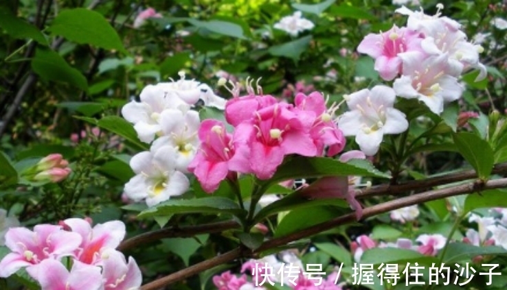 这6种花插枝即活,一盆变十盆,阳台美成小花园,你要不要试试看