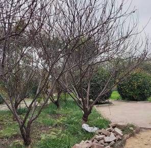 深秋的桃花（散文）