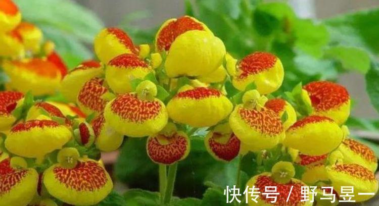 4款艳美的花卉,花大色艳花期长,养客厅一盆,香飘四溢!