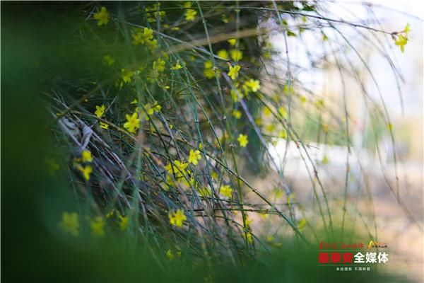 老年|环山路旁迎春绽 飘逸花瀑醉游人