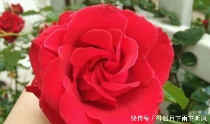 新手|新手养花,不如养盆花中精品“读书台玫瑰”,绚丽多姿,高贵优雅