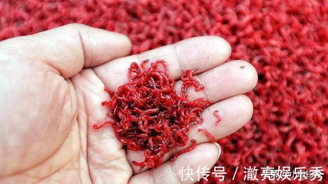 水域|江西吉安的野河中发现罕见的花骨鱼，为何极少有人钓到它？