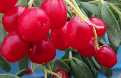 食物|怪不得你比同龄人老得快,3种食物你定经常吃!以后不吃也别碰