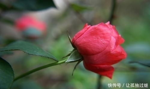 12月21日诞生花