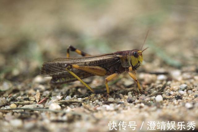 小鱼|还只知道红虫、蚯蚓?钓鱼界的10大荤饵!数数你用过几种