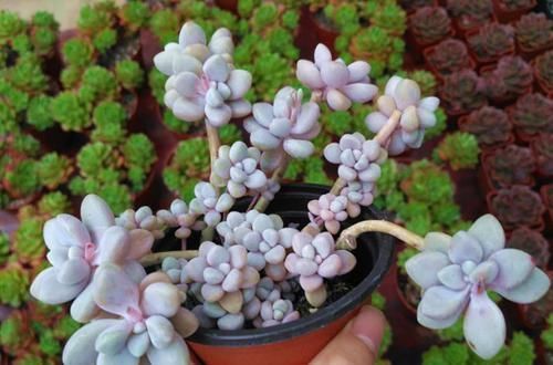 桃蛋|封闭小阳台,也能养多肉,摆上这几种,上色快易爆盆