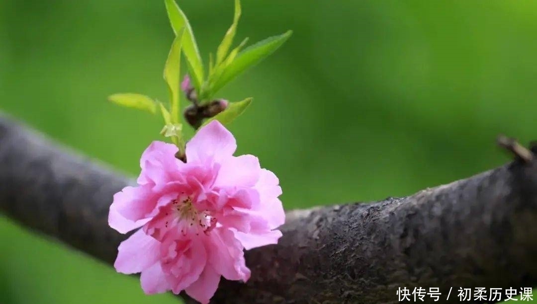 清代大诗人袁枚笔下最美的一首诗,短短20字,写出了最美的春天