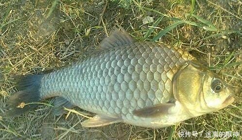 春天来了,大鲫鱼喜欢藏在这些位置,这些地方下竿一钓一个准!