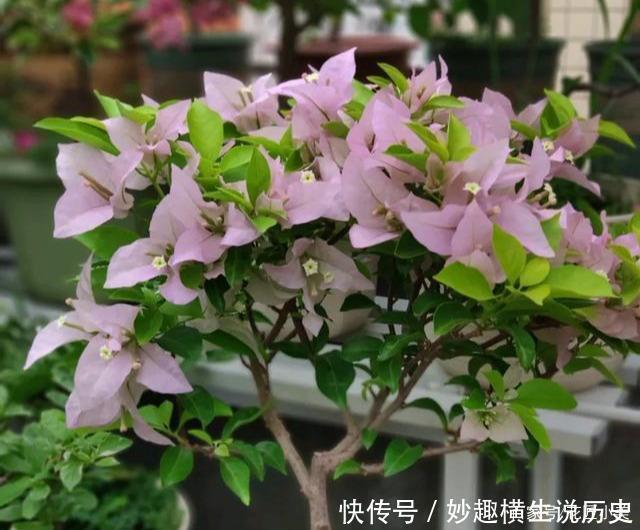 三角梅|45种三角梅品种,红、橙、黄、绿、白、紫,每一种都很好看!