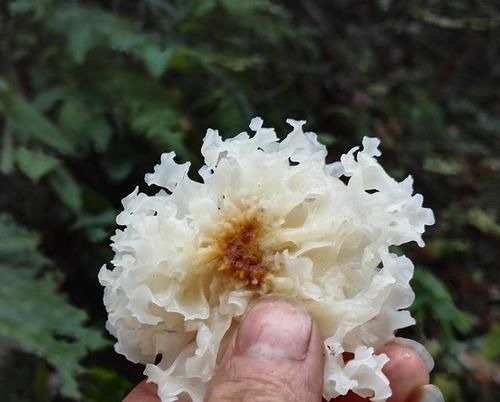 红薯|女人腹部和下半身有赘肉,非常建议常吃几种食物,瘦身营养两不误