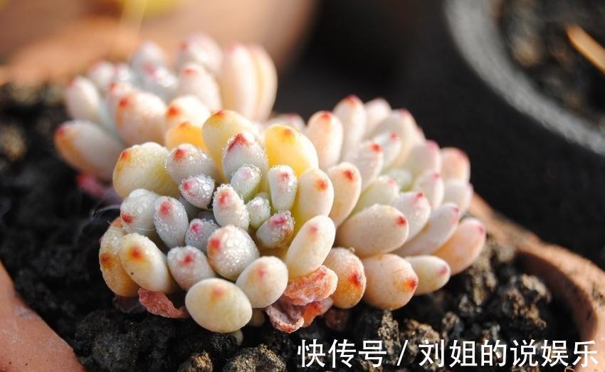 铺面石|多肉植物怎么上盆,做好这几件事,服盆快速植株健康