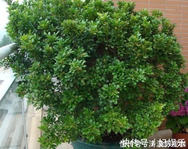 盆栽|适合盆栽的4种“吸毒花”,让病菌无所遁形,保护家人的健康花