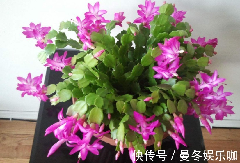 催花|养蟹爪兰，怎么催花？没有磷酸二氢钾就用它，1个月1次