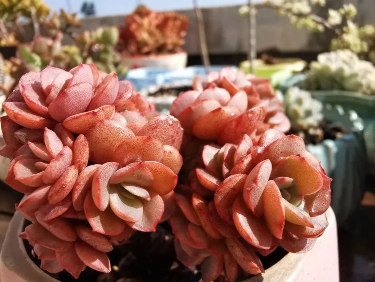 黛比|佛系养肉人生活明朗,多肉可爱,唯适者生存!