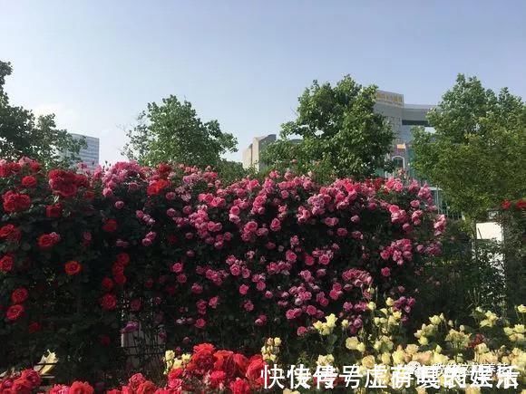 养花|老花匠：扔4种“东西”，就是扔钱，比花肥还好用，不花钱！